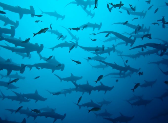 Wallpaper 5k, 4k, Cocos Island, Costa Rica, underwater, diving, sharks, Animals 9520815714
